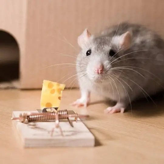 mouse near a mouse trap with cheese