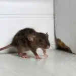 what are the smartest rodents