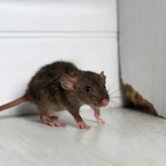 rodent standing in the corner of a room