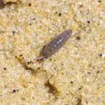 Introduction to Sand Flea Bites