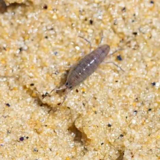 Sand Flea Bites: Treatment and Prevention