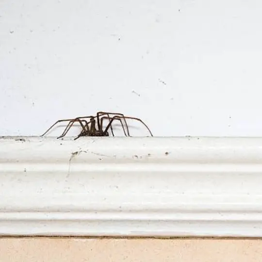 spider on a small ledge