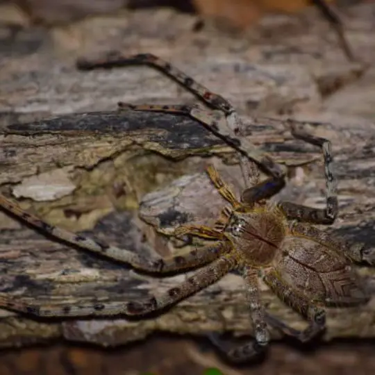 6 Steps on How to Find a Spider That Disappeared