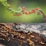 Do Termites Attack Ants?