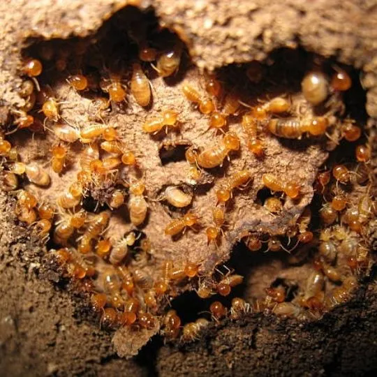 subterranean termites crawling inside colony