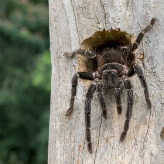 tarantula crawling on wood