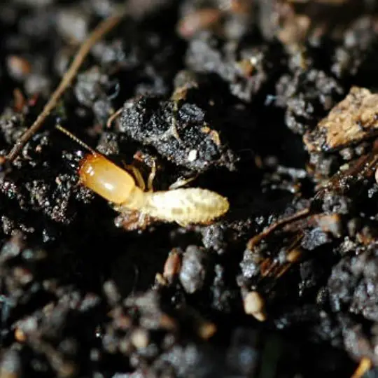 termite crawling around wet rubble
