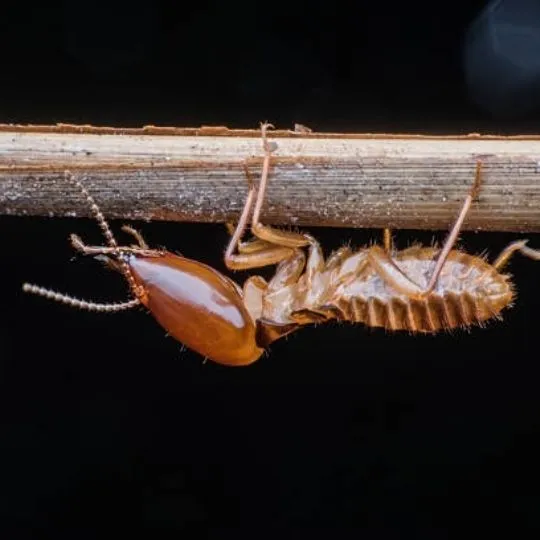 termite crawling upside down a stick
