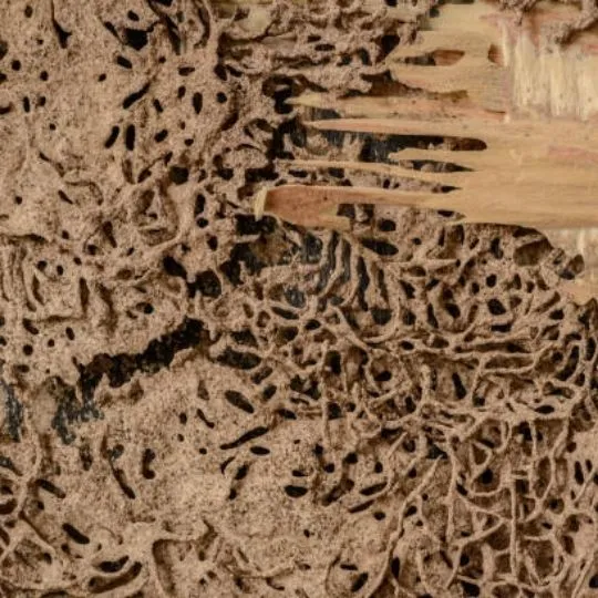 termite damage on wood
