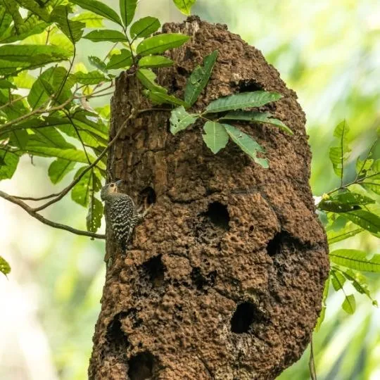 termite holes on a tree trunk
