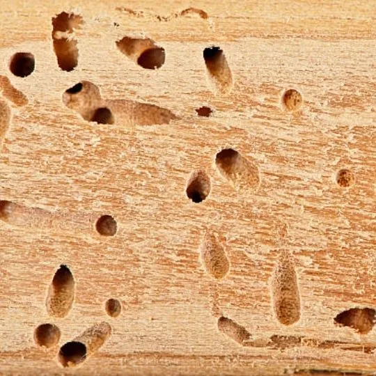 What Do Termite Holes in the Ground Look Like?