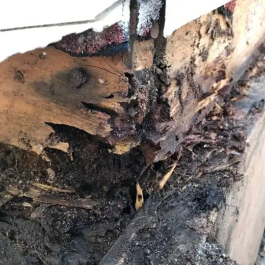 termite infested wall