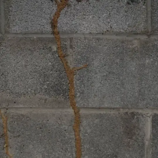 termite mud tube on concrete wall