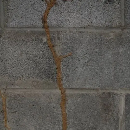 termite mud tube on concrete wall