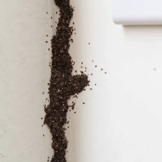 termite mud tubes on corner of a room