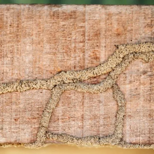 termite mud tubes on wood