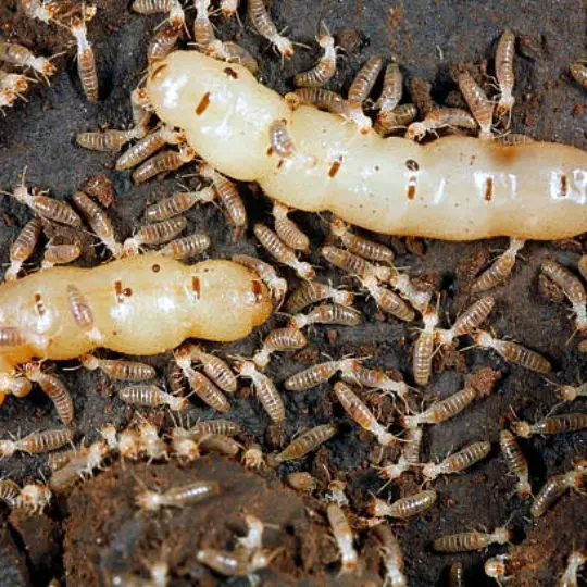 termite offsprings gathering around eggs