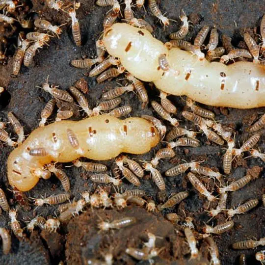 termite queens surrounded by worker termites