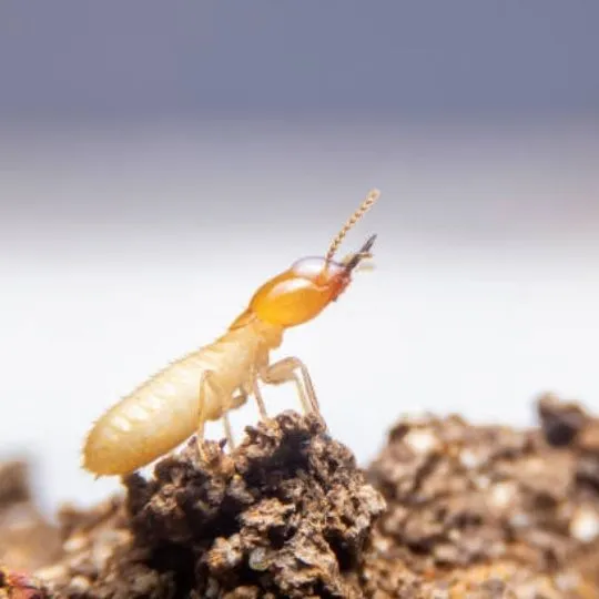 termite standing on a piece of rock