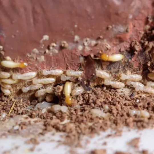 termites crawling on ground and red surface