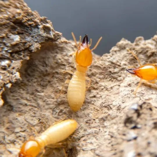 What Do Termites Smell Like?
