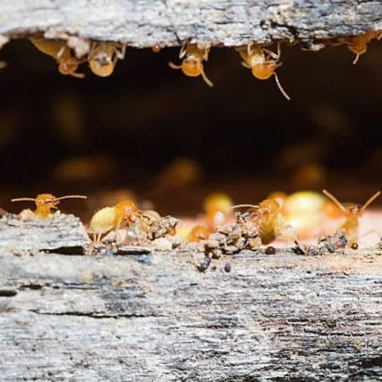termites hanging around a wooden structure