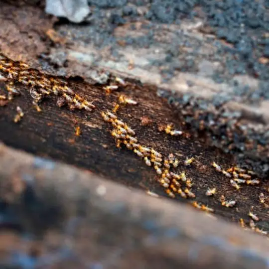 termites marching up against wood