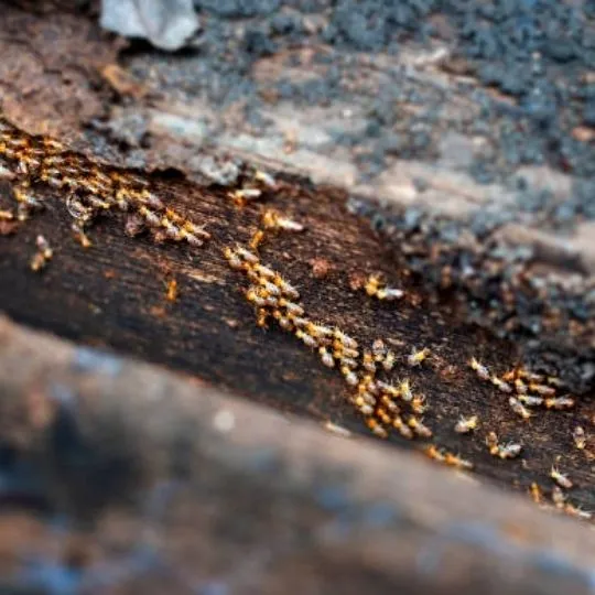 termites moving around on a piece of wood