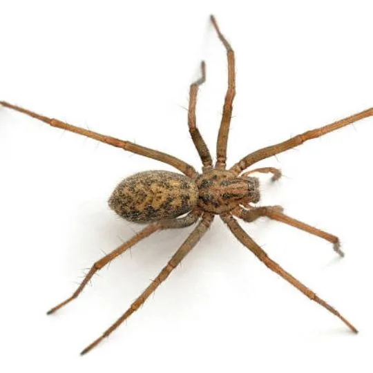 top view of brown house spider on white surface