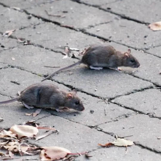 two rats roaming around on a brick surface