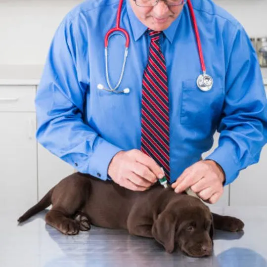 vet checking dog for ticks
