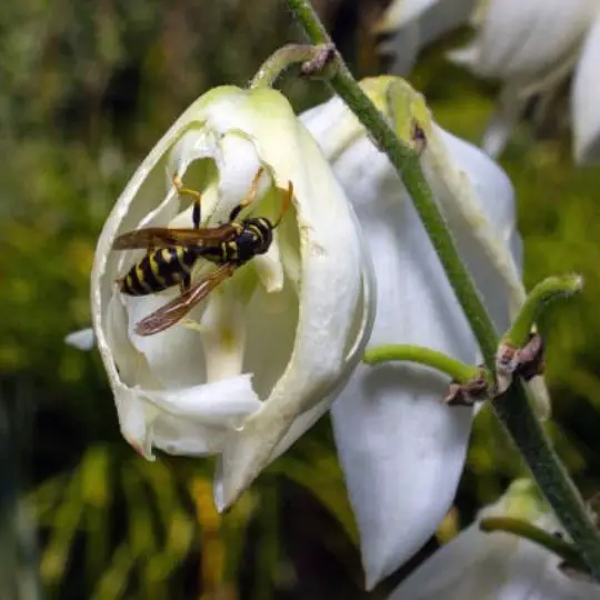 wasp eating a yucca flower
