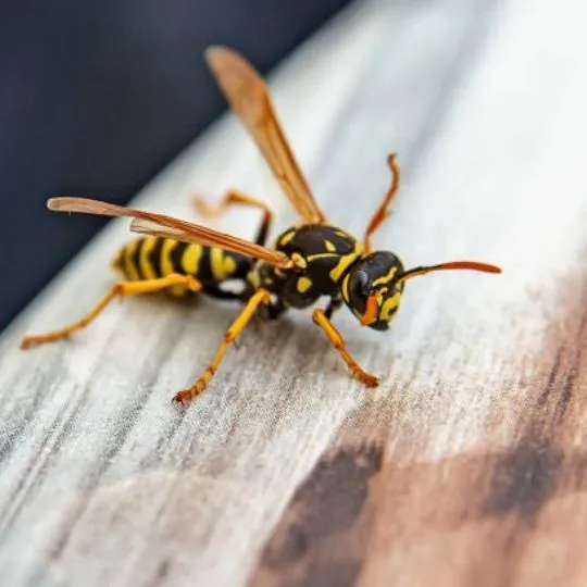 Why Wasps Eat Mosquitoes ?