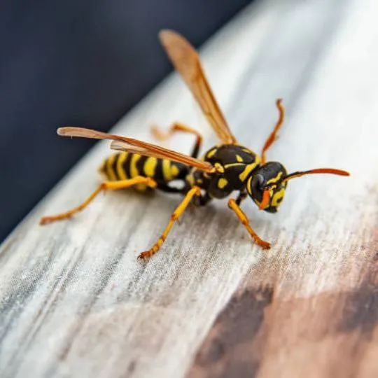 wasp on textured surface