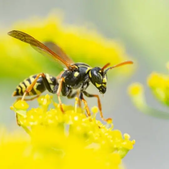 wasp standing on yellow flower