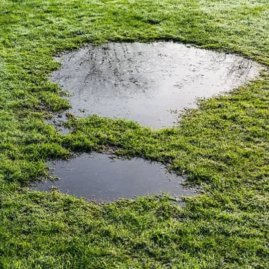 water puddles in grass area