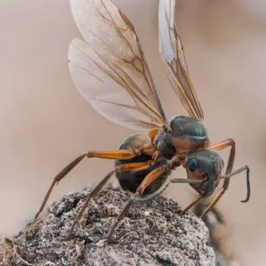 winged queen ant on a piece of rock