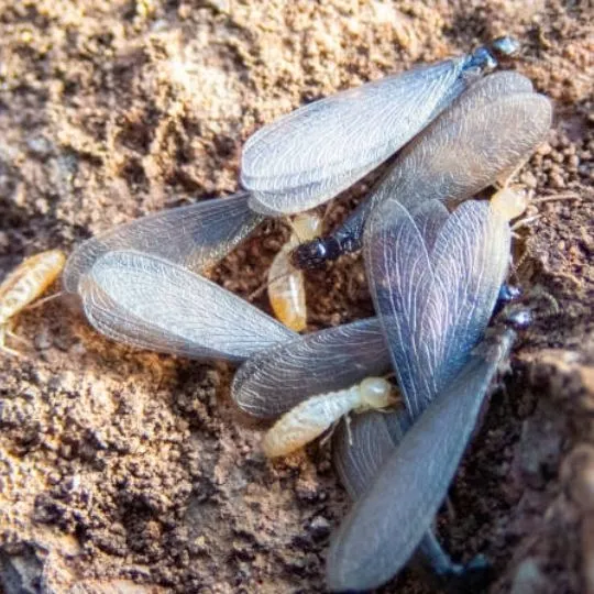 winged termites crawling around rough soil