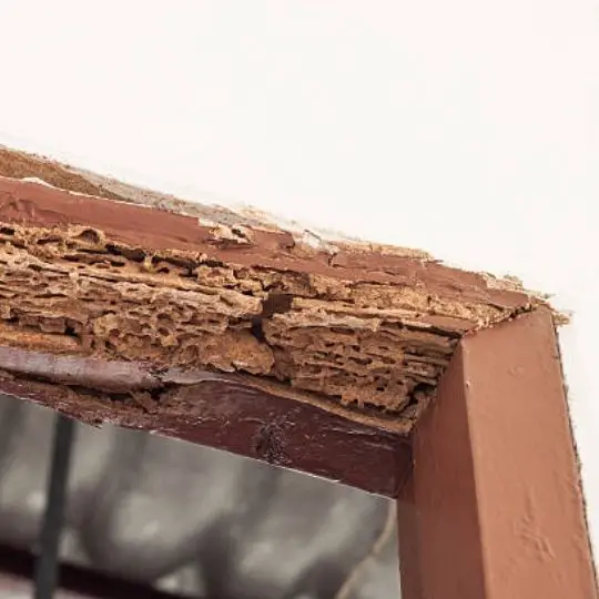 wood damage from termites