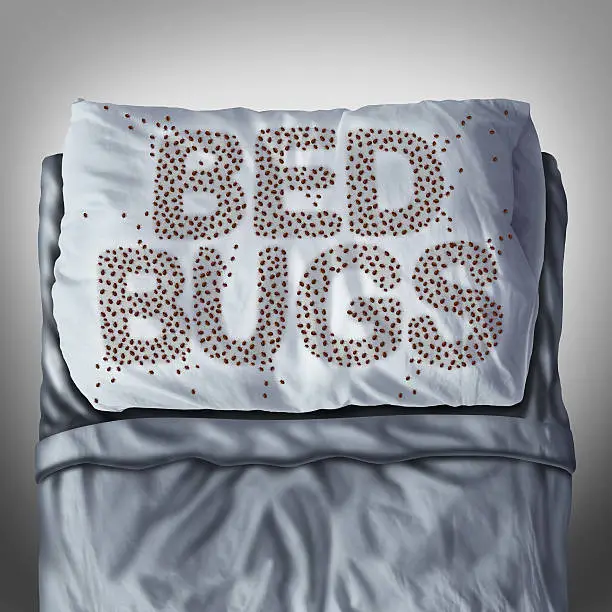 bed bugs on mattress, used furniture