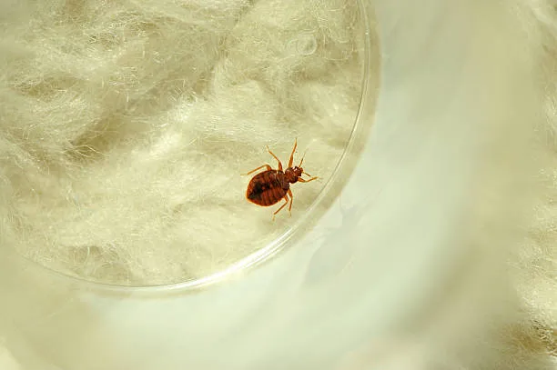 what kills bedbugs instantly, bedbug in a mattress sheet
