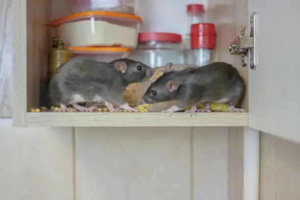 What Will Happen if You Eat Food That Has Been Eaten by a Rat