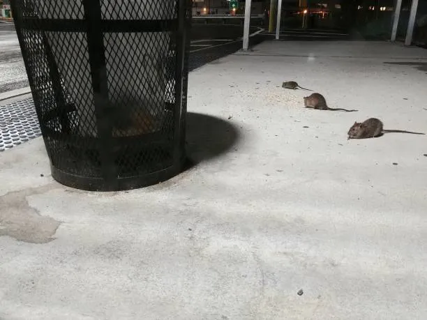 rats scouring for food near a garbage can