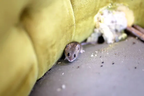 can you sweep or vacuum mouse droppings, pile of mouse droppings near a sofa