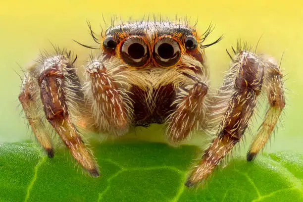 Why Spiders Are Cute?