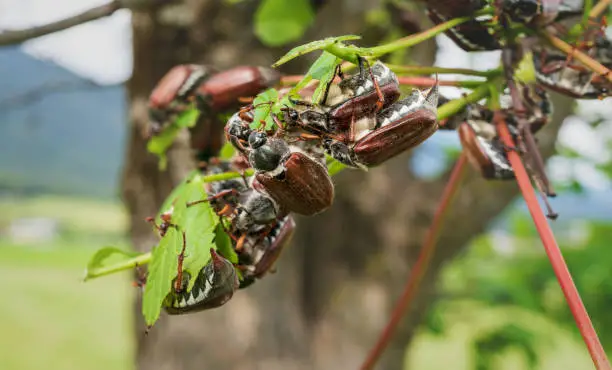 June bugs on tree branch