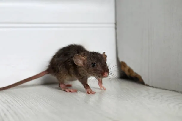 How Long Does it Take a Rat to Chew Through a Drywall