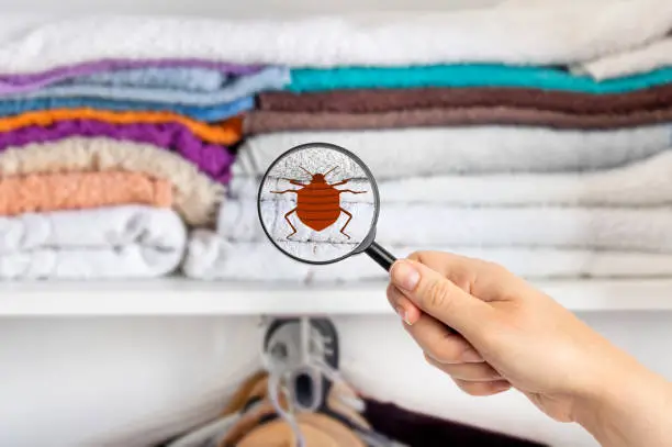linens, bed bug on closet