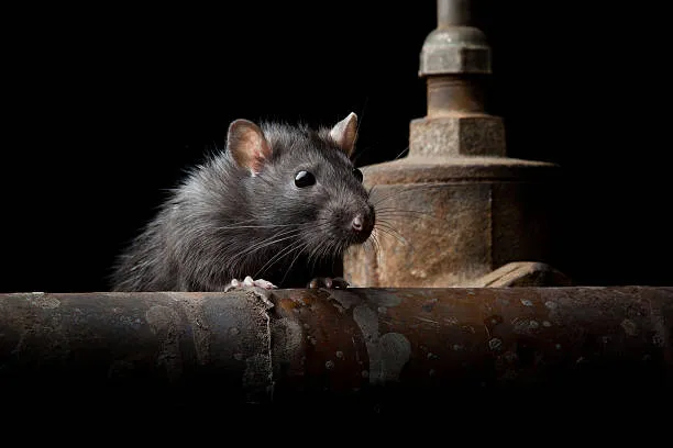 What Diseases Can You Get from Rodents: Keeping Your Family Safe