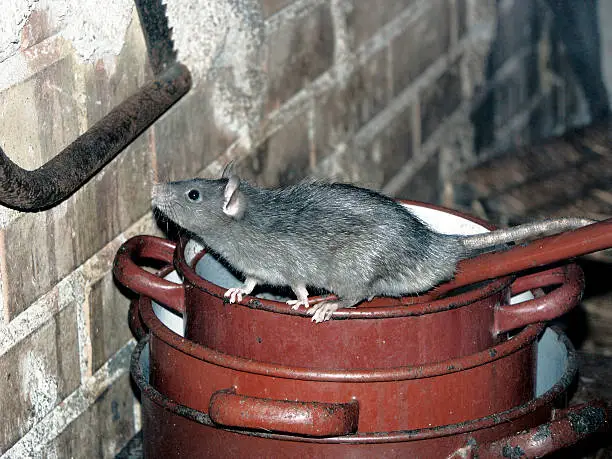 rat on top of old pans and pots